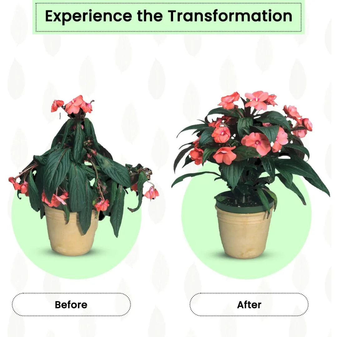 Plant Food Sticks