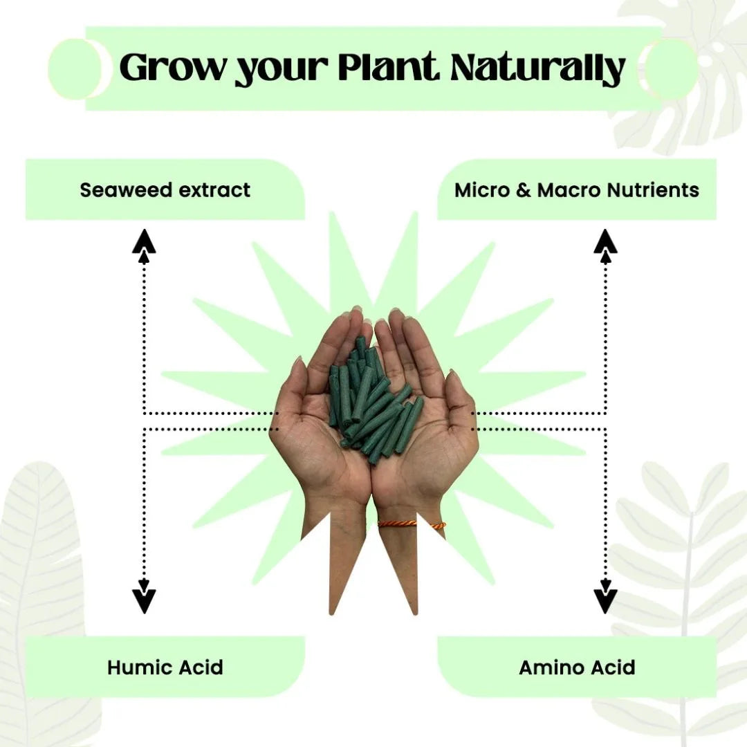 Plant Food Sticks